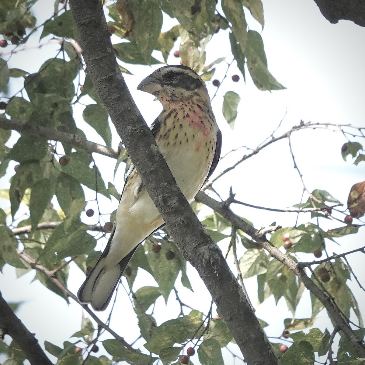 Rose-breasted Grosbeak - ML643143024