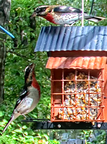 Rose-breasted Grosbeak - ML643143103
