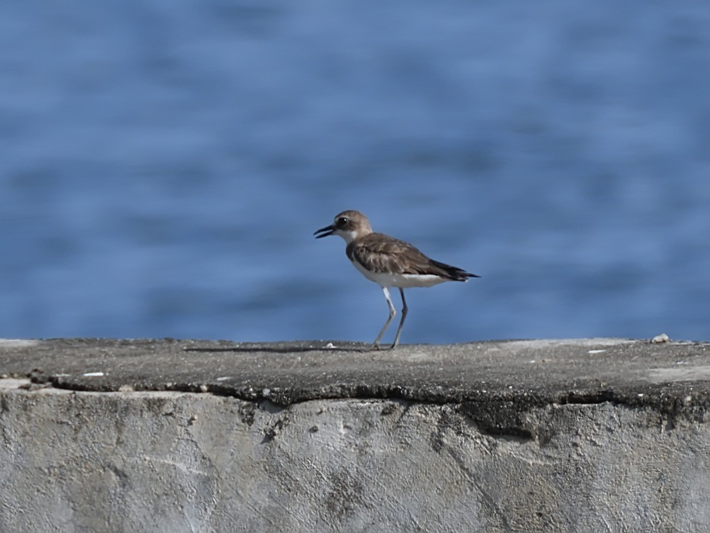Greater Sand-Plover - ML643143131
