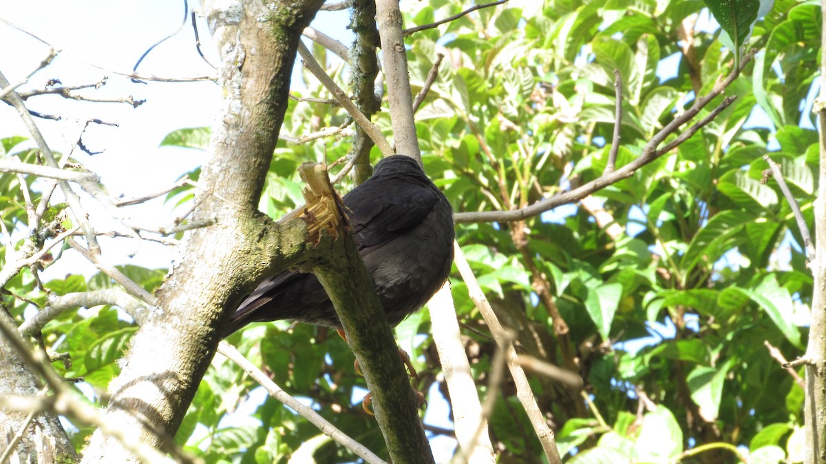 Great Thrush - ML643143133