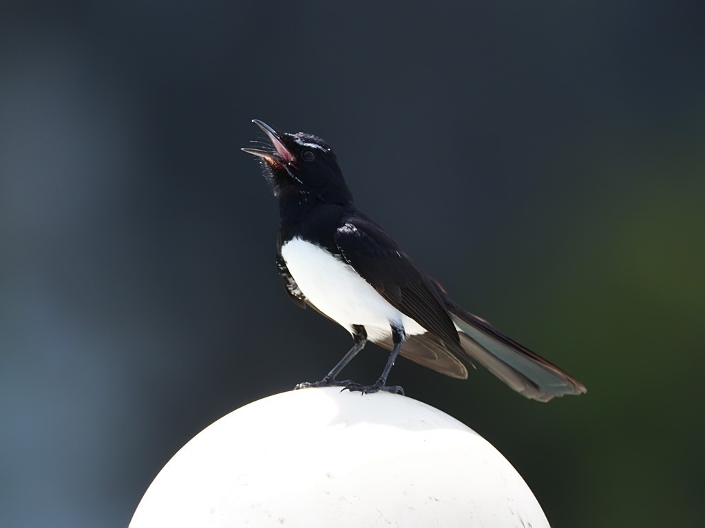 Willie-wagtail - ML643143166