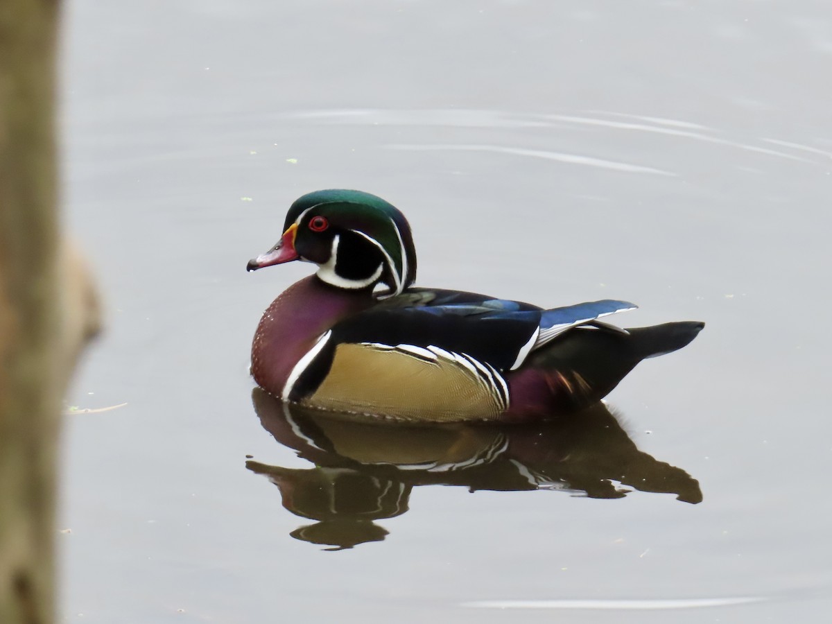 Wood Duck - ML643143169