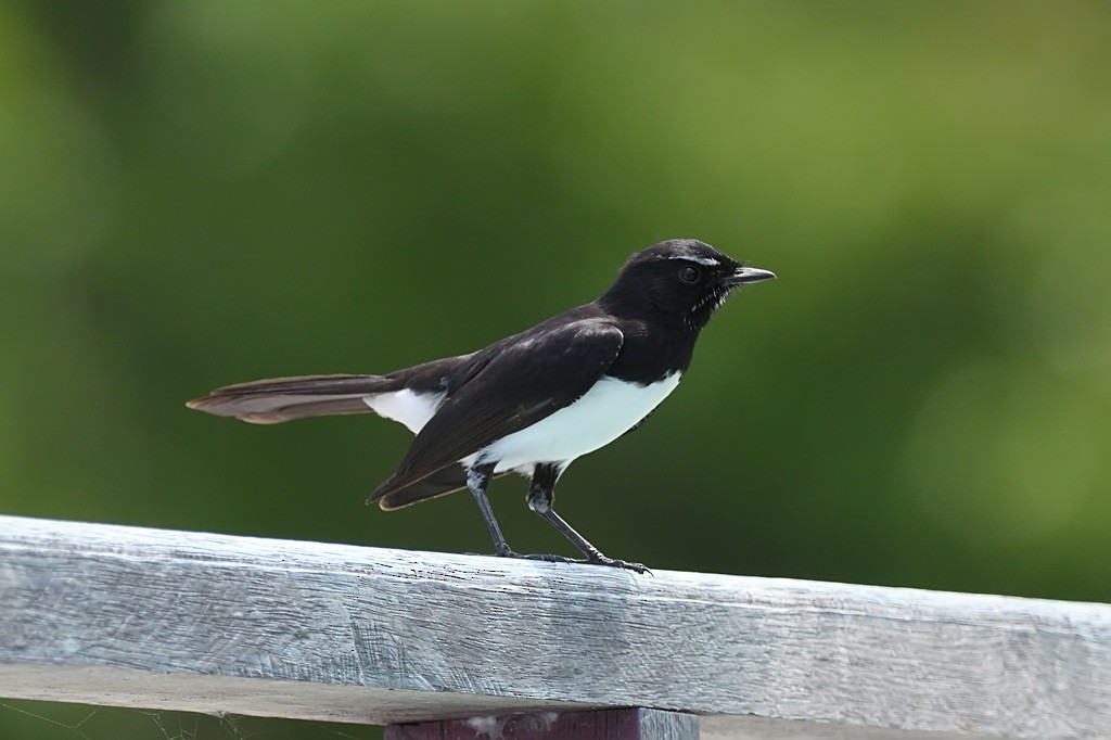 Willie-wagtail - ML643143170