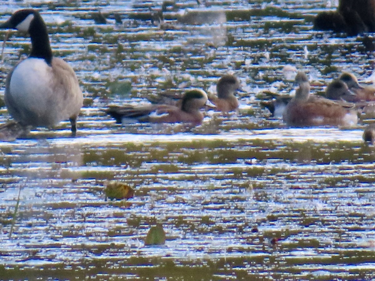 American Wigeon - ML643143171