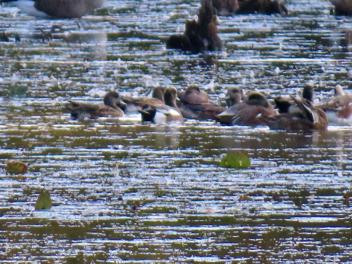 American Wigeon - ML643143173