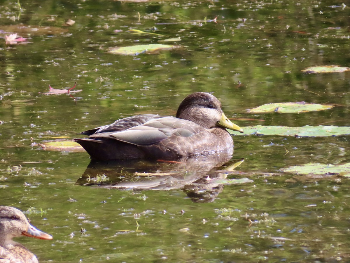 American Black Duck - ML643143184
