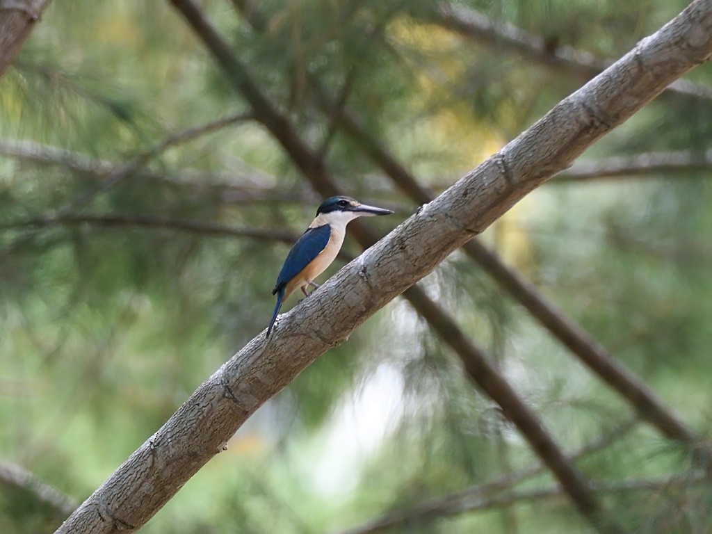 Sacred Kingfisher - ML643143185