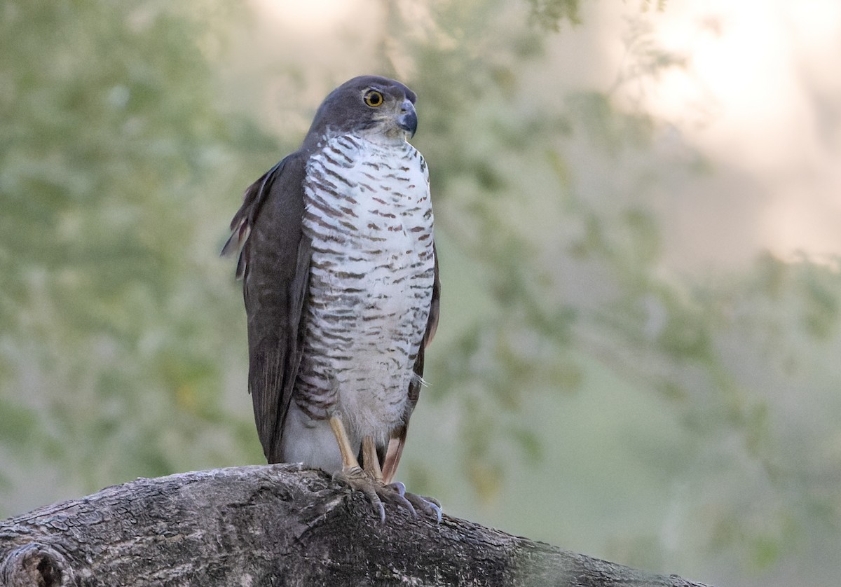 African Goshawk - ML643143196