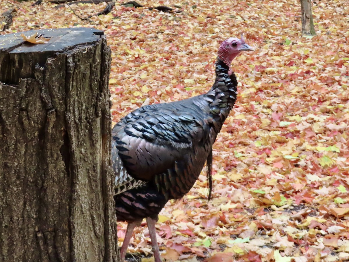 Wild Turkey - ML643143197
