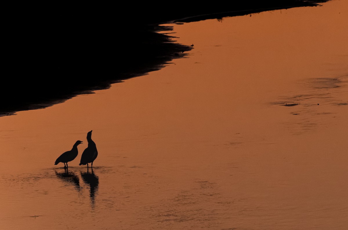 Egyptian Goose - ML643143204