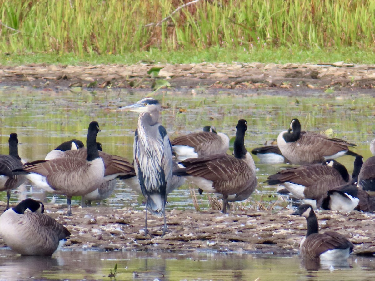 Great Blue Heron - ML643143206