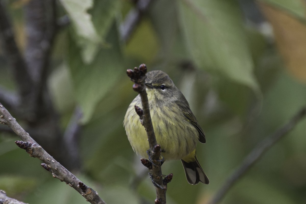 Palm Warbler - ML643143209