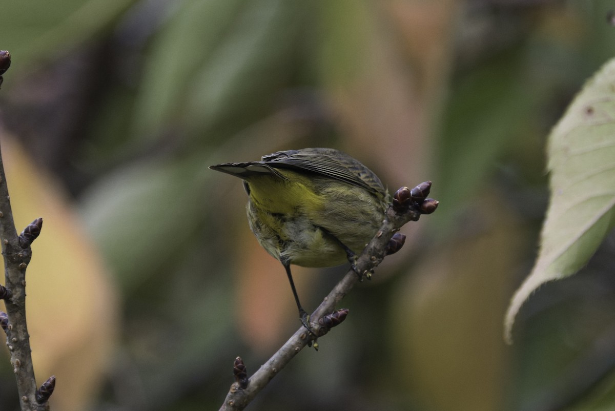 Palm Warbler - ML643143211