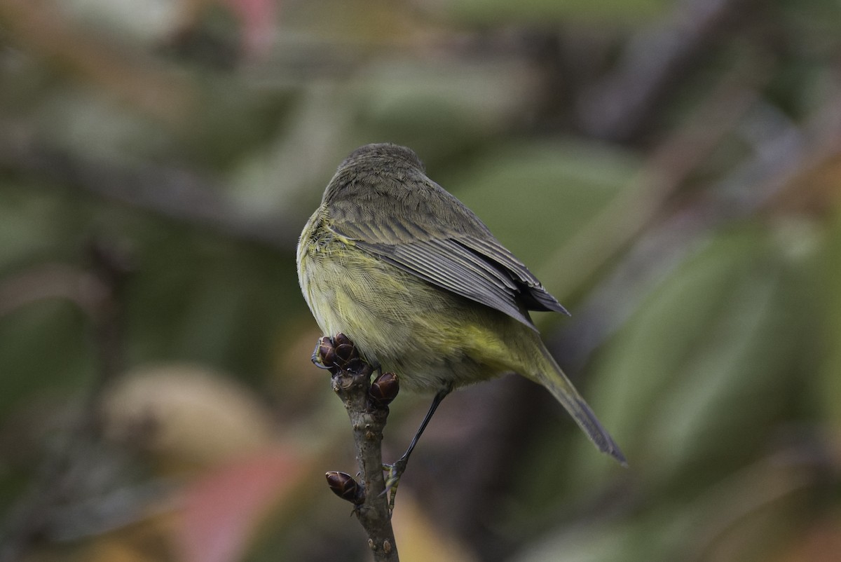 Palm Warbler - ML643143212