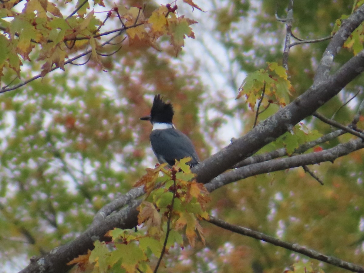 Belted Kingfisher - ML643143213