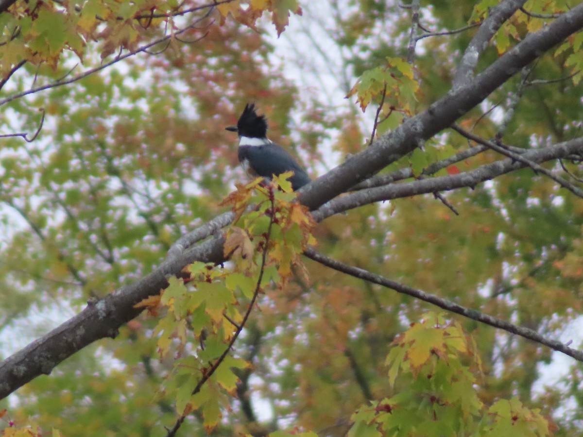 Belted Kingfisher - ML643143214