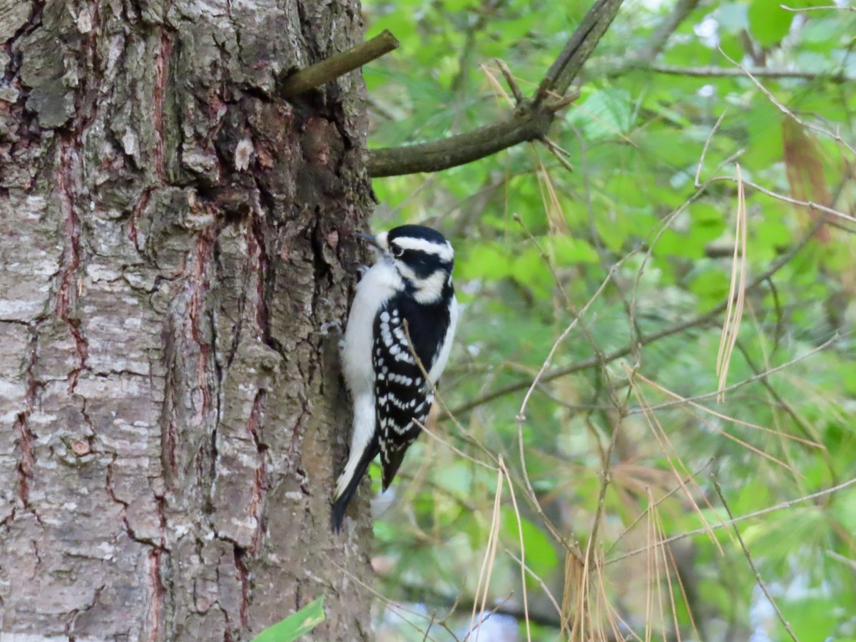 Downy Woodpecker - ML643143223