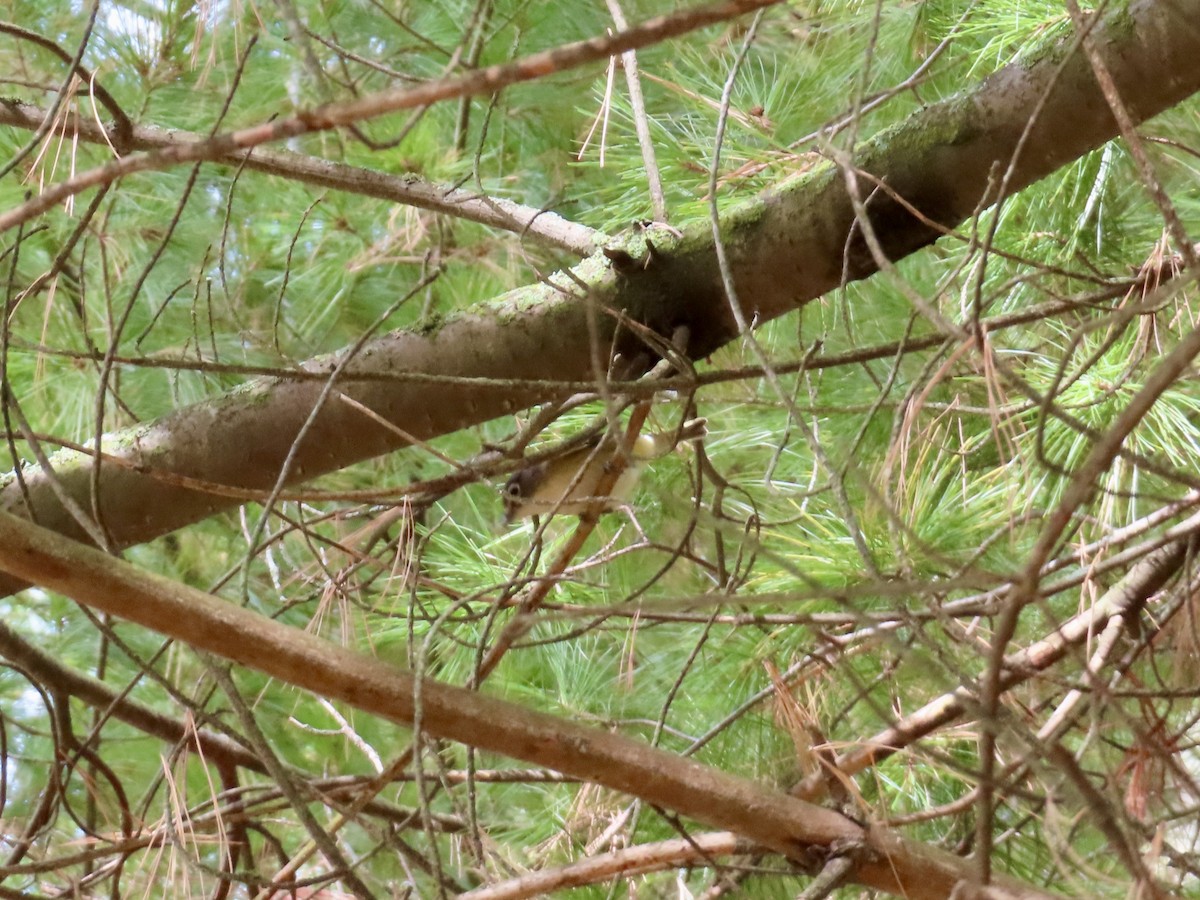 Blue-headed Vireo - ML643143235