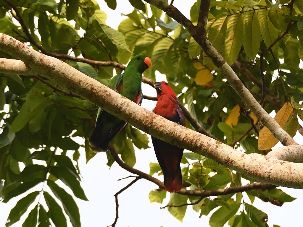Papuan Eclectus - ML643143238