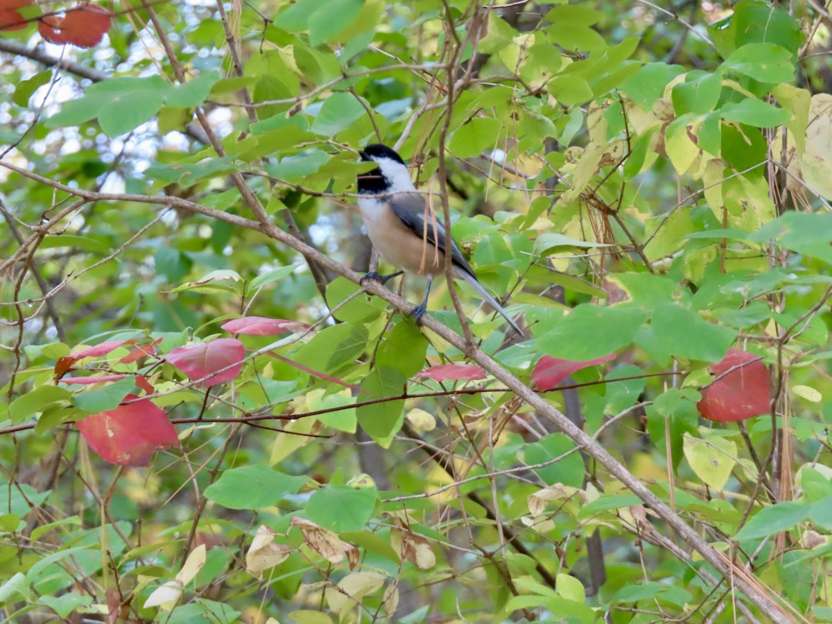 Black-capped Chickadee - ML643143239