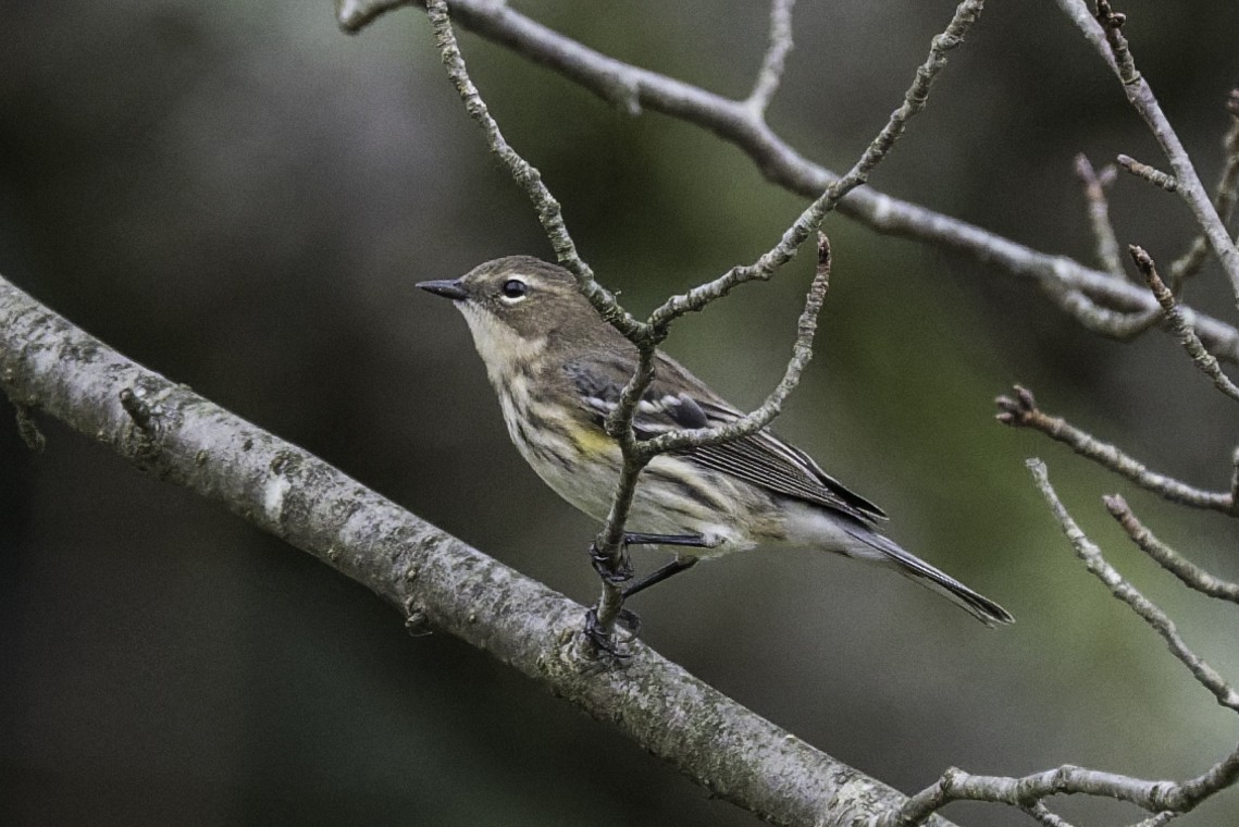 Yellow-rumped Warbler - ML643143240