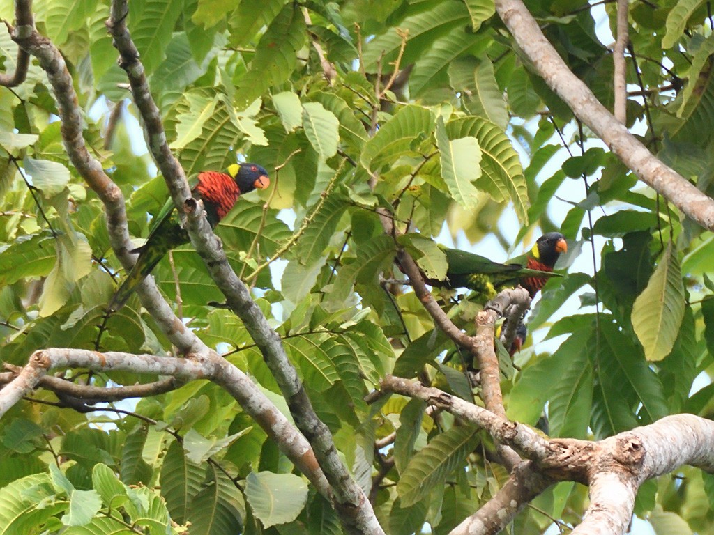 Coconut Lorikeet - ML643143255
