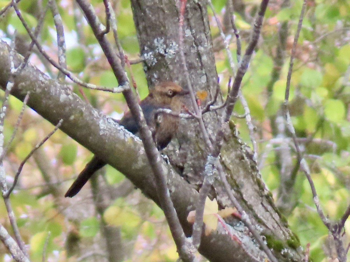 Rusty Blackbird - ML643143261