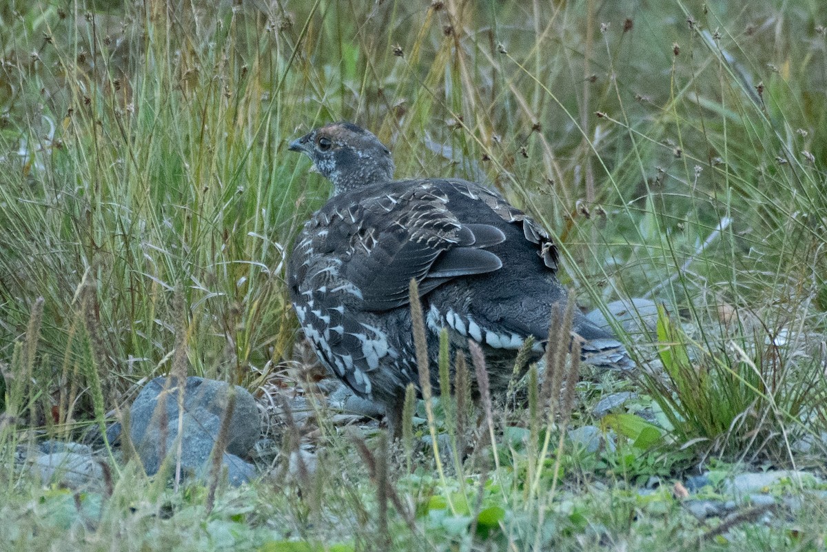 Sooty Grouse - ML643143272