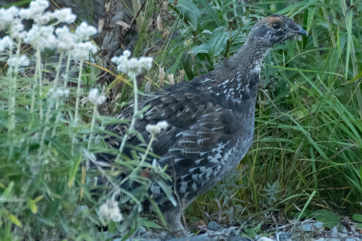Sooty Grouse - ML643143273