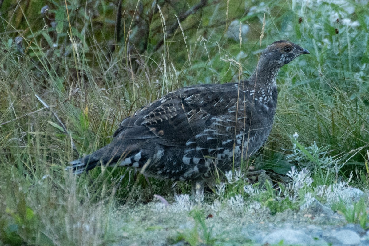 Sooty Grouse - ML643143274