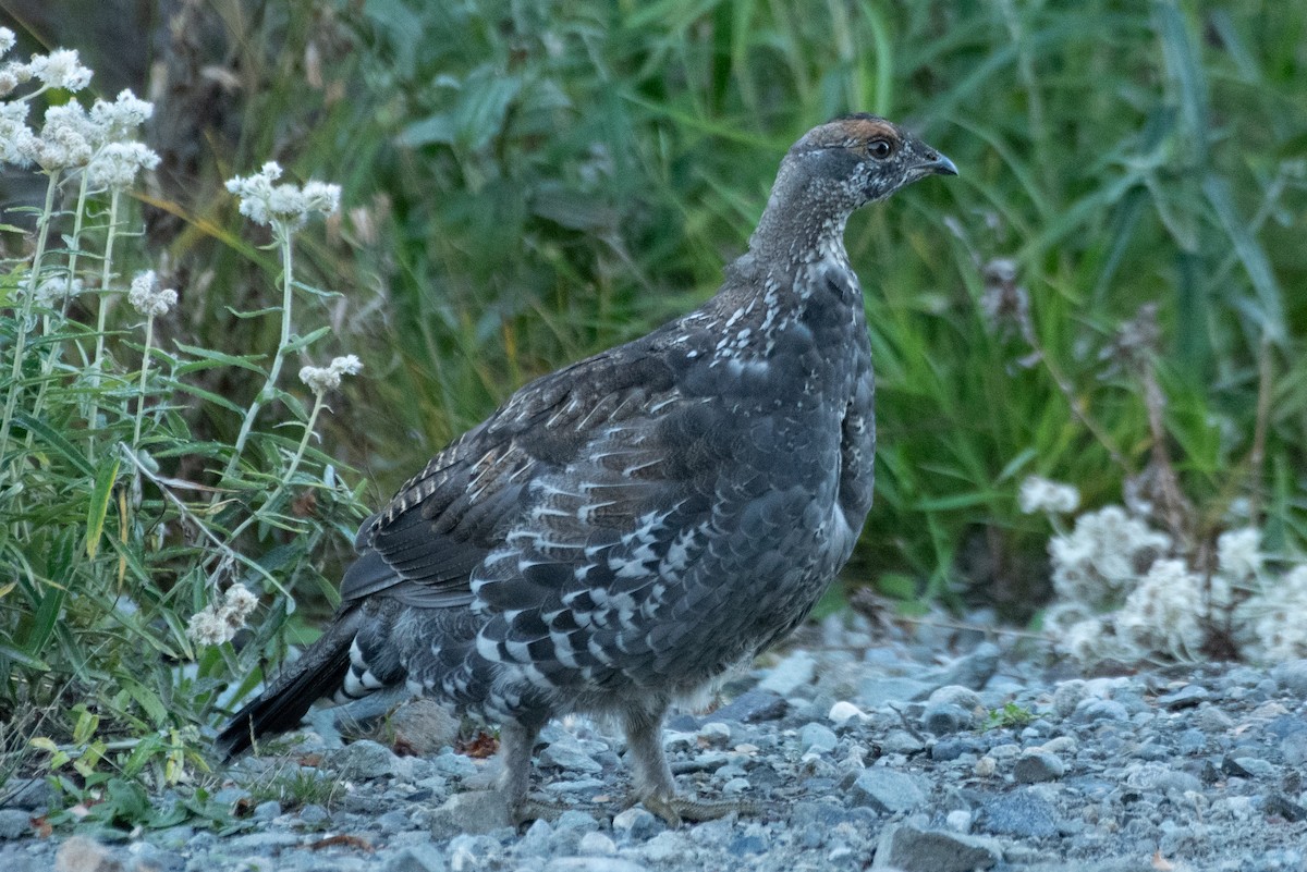 Sooty Grouse - ML643143275