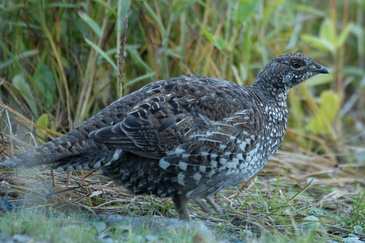 Sooty Grouse - ML643143277