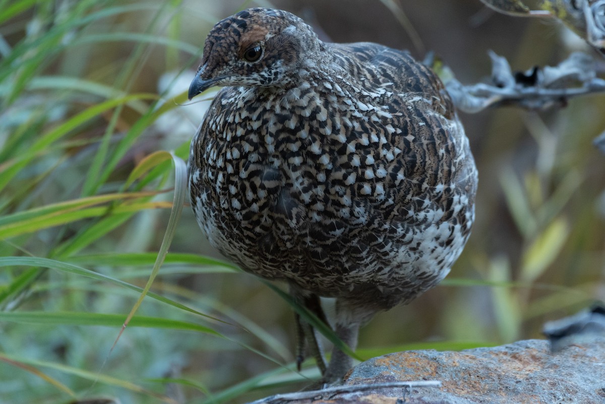 Sooty Grouse - ML643143280