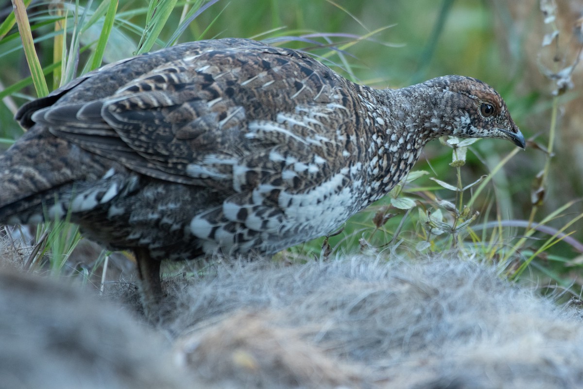 Sooty Grouse - ML643143282