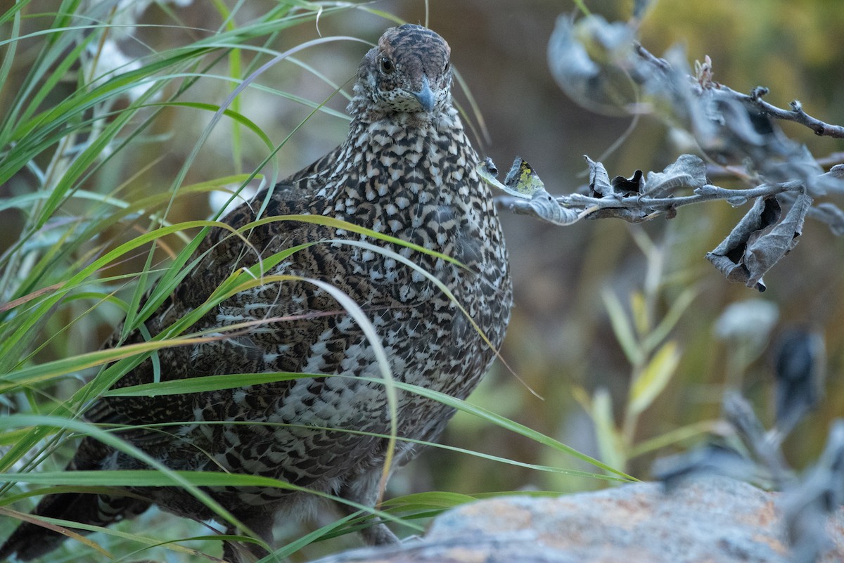 Sooty Grouse - ML643143286