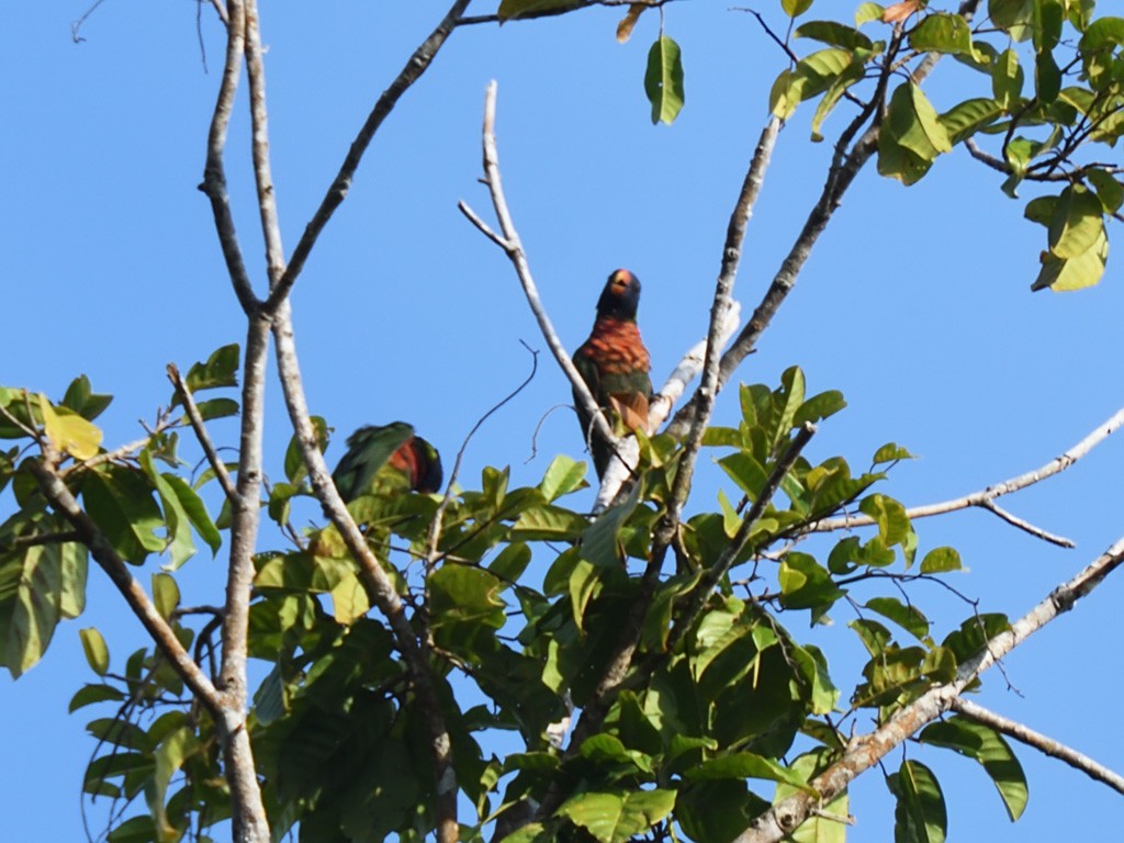 Coconut Lorikeet - ML643143291