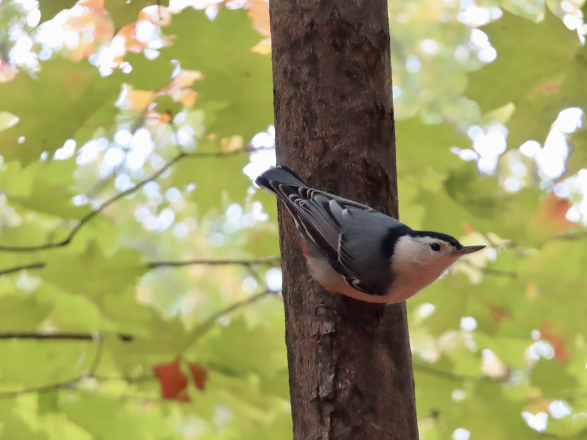 White-breasted Nuthatch - ML643143293
