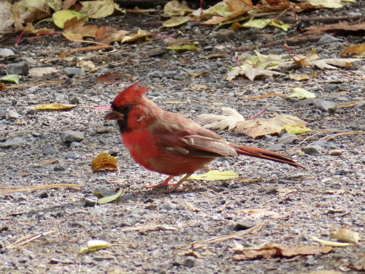 Northern Cardinal - ML643143296