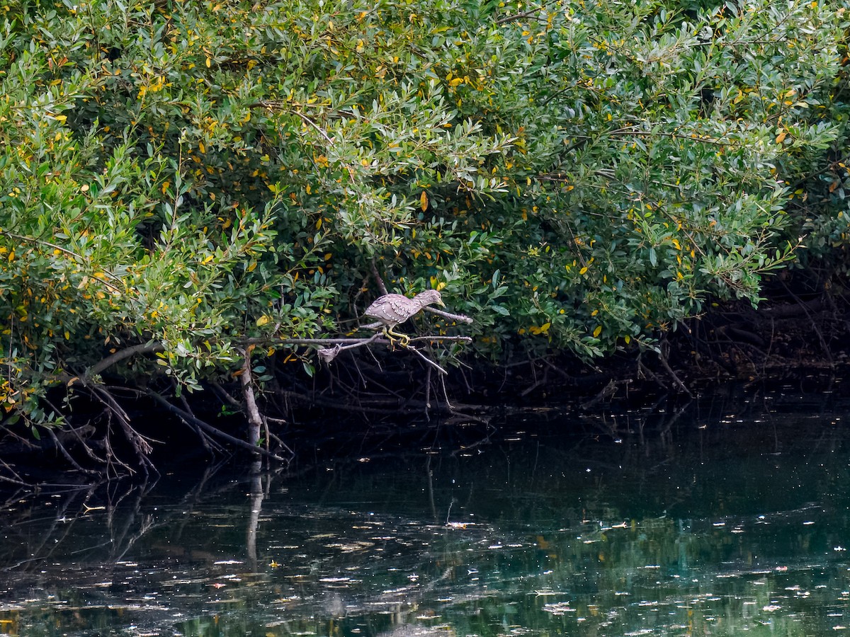 Black-crowned Night Heron - ML643143298