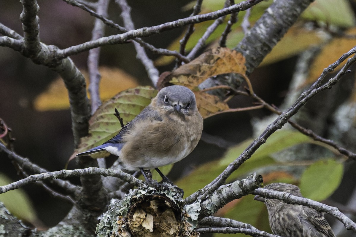 Eastern Bluebird - ML643143309