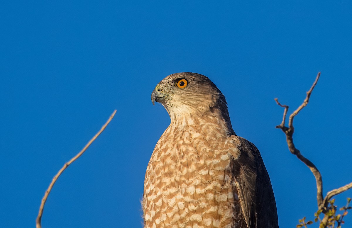 Cooper's Hawk - ML643143336