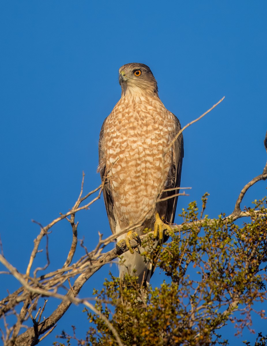 Cooper's Hawk - ML643143337