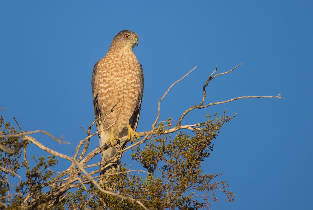 Cooper's Hawk - ML643143338