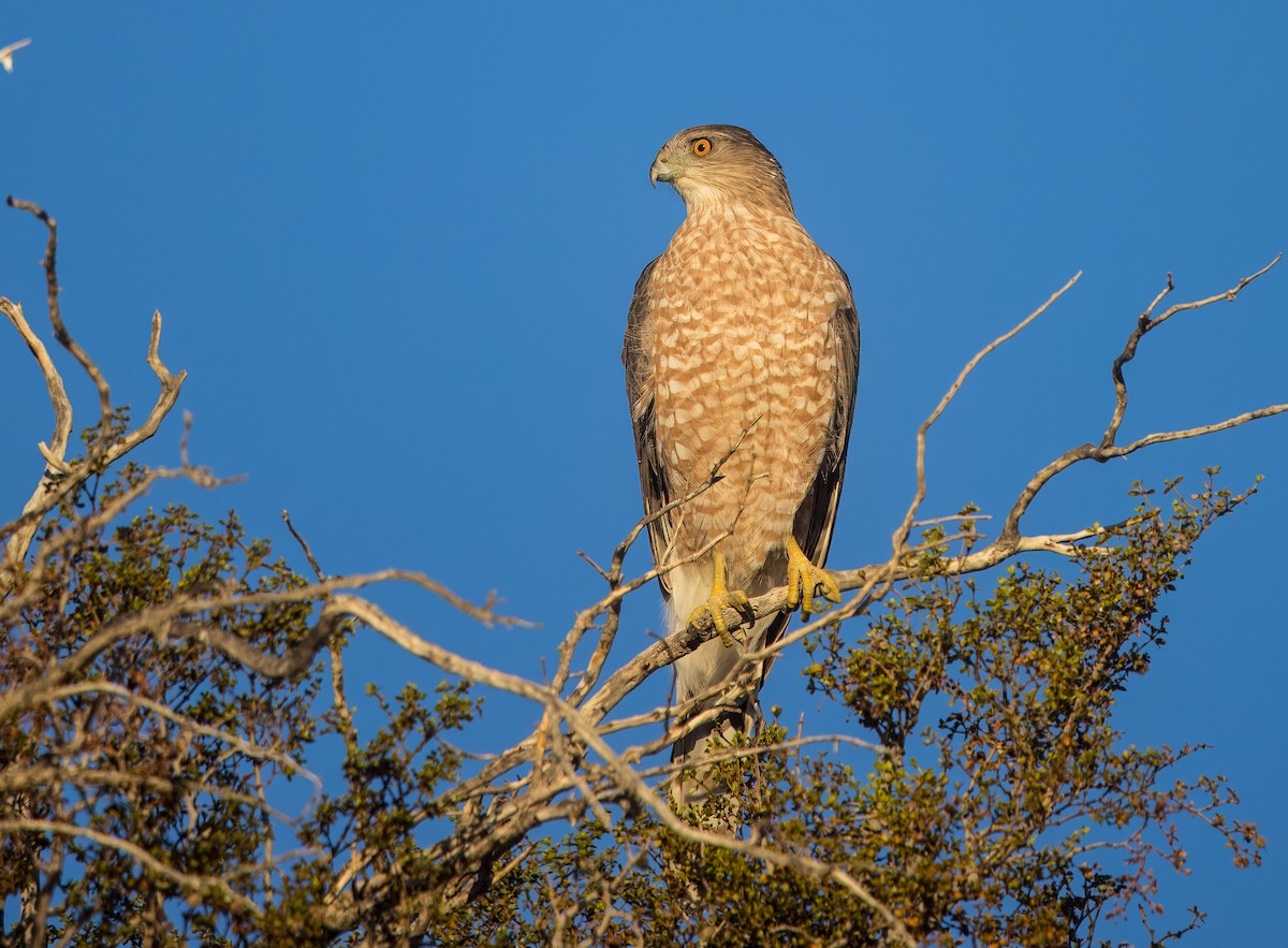 Cooper's Hawk - ML643143339