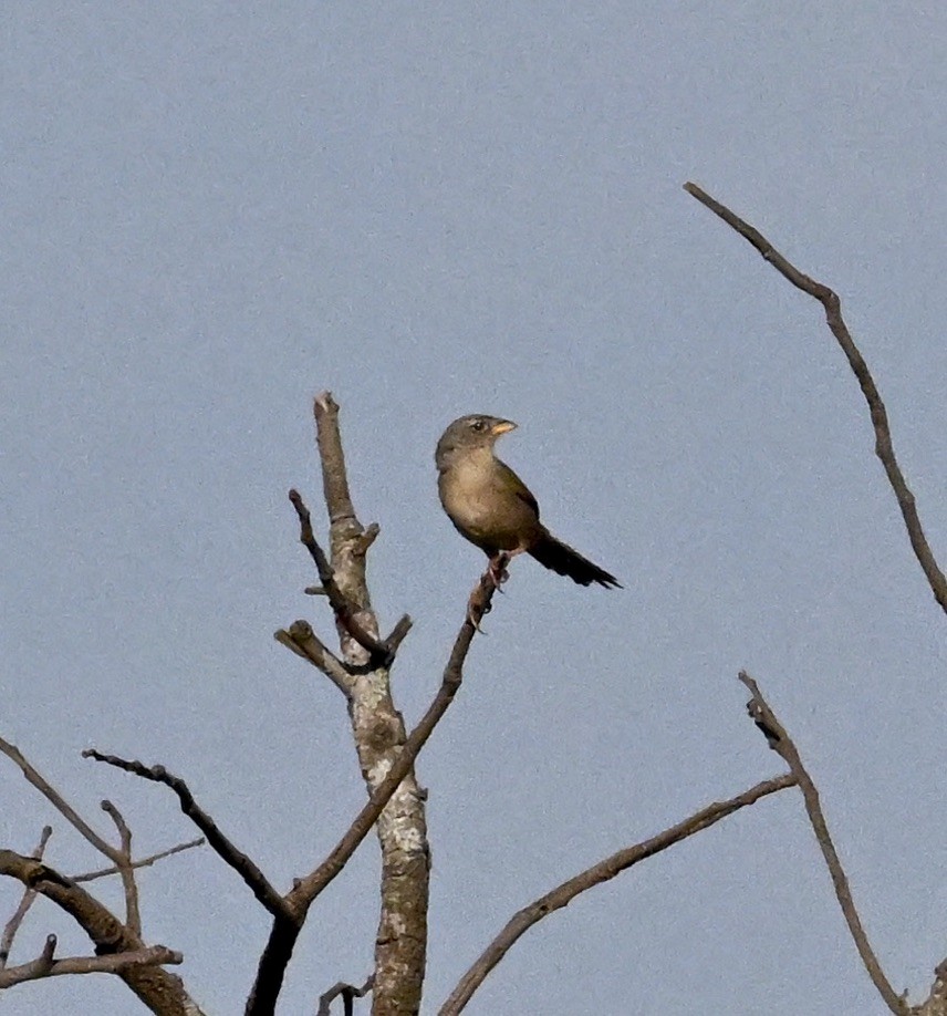 Wedge-tailed Grass-Finch - ML643143341