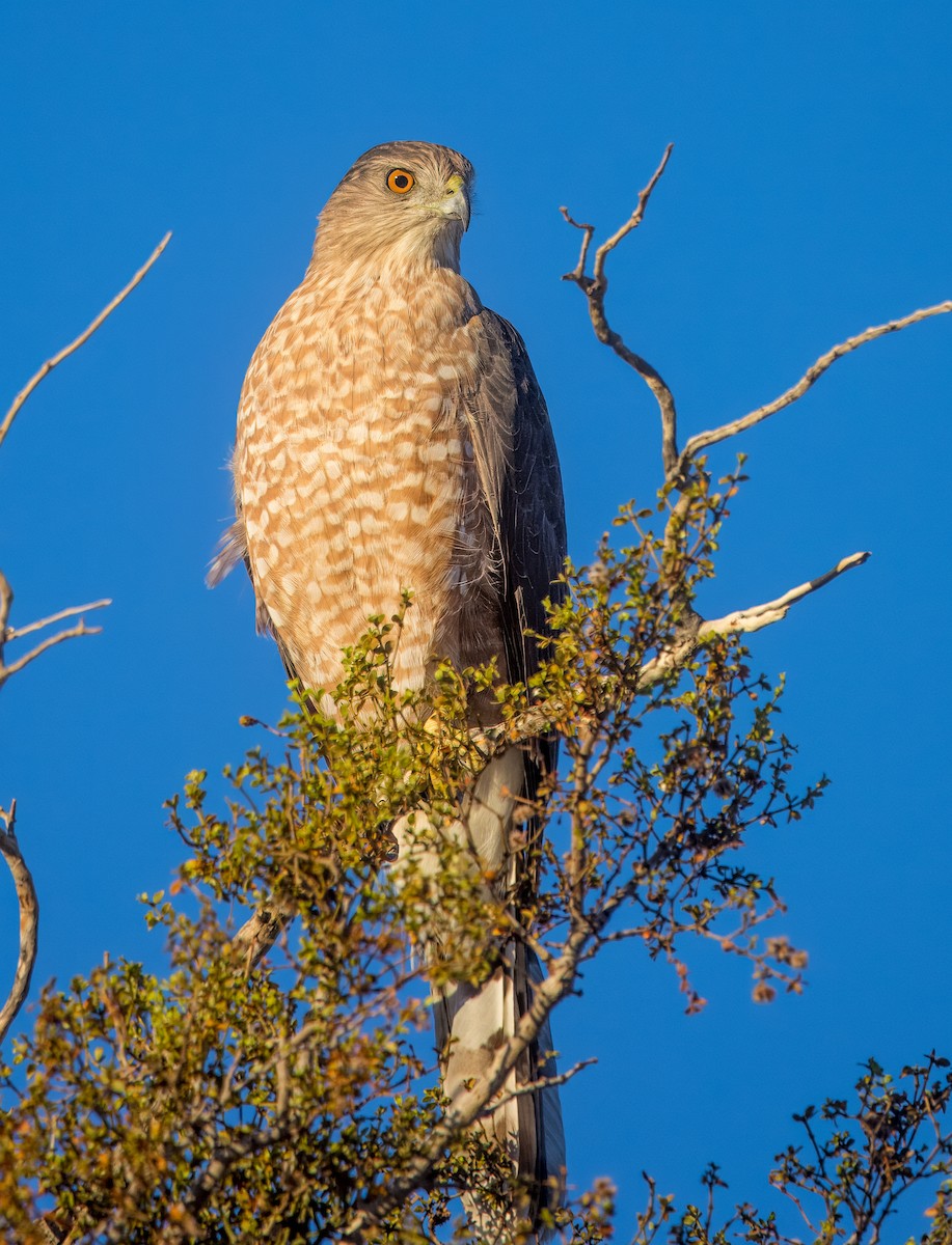 Cooper's Hawk - ML643143343