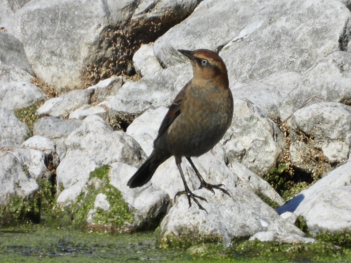 Rusty Blackbird - ML643143382