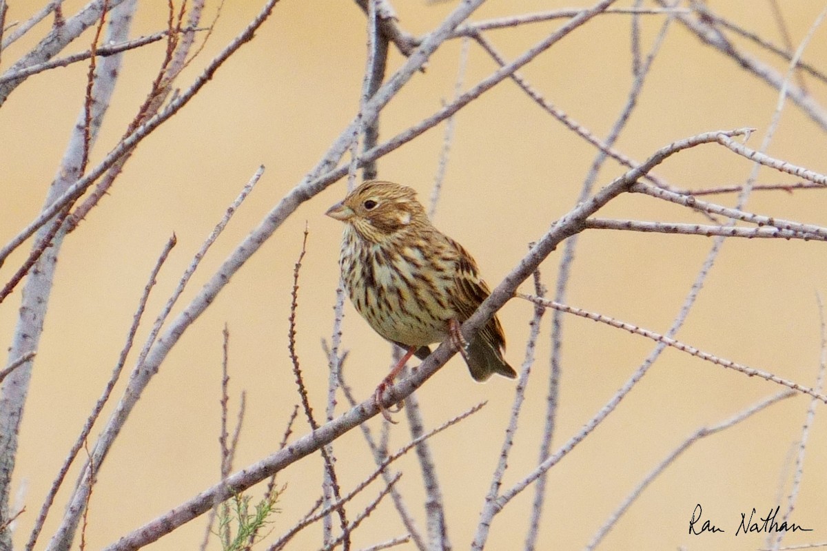 Corn Bunting - ML643143387