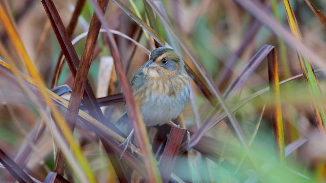 Nelson's Sparrow - ML643143406