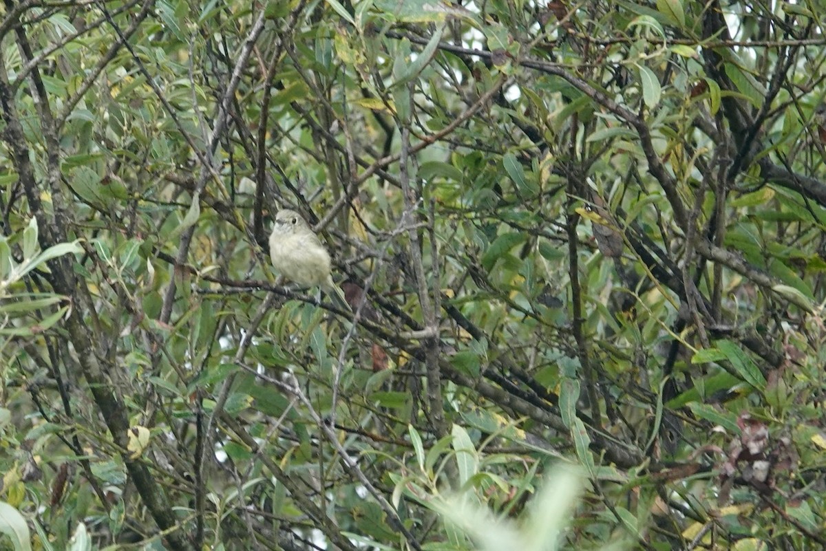 Hutton's Vireo (Pacific) - ML643143408